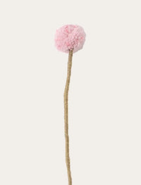 Chardon rose poudré