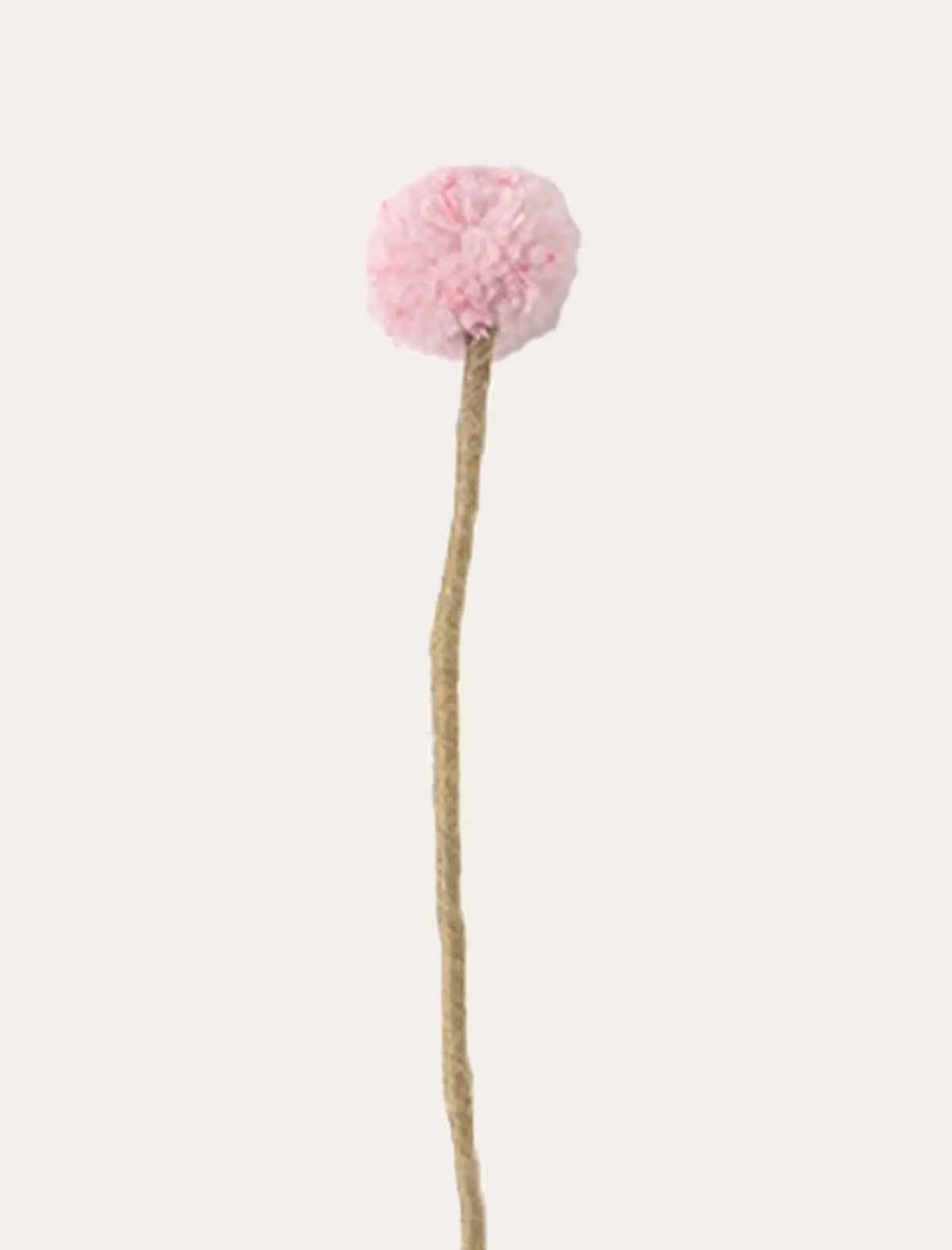 Chardon rose poudré
