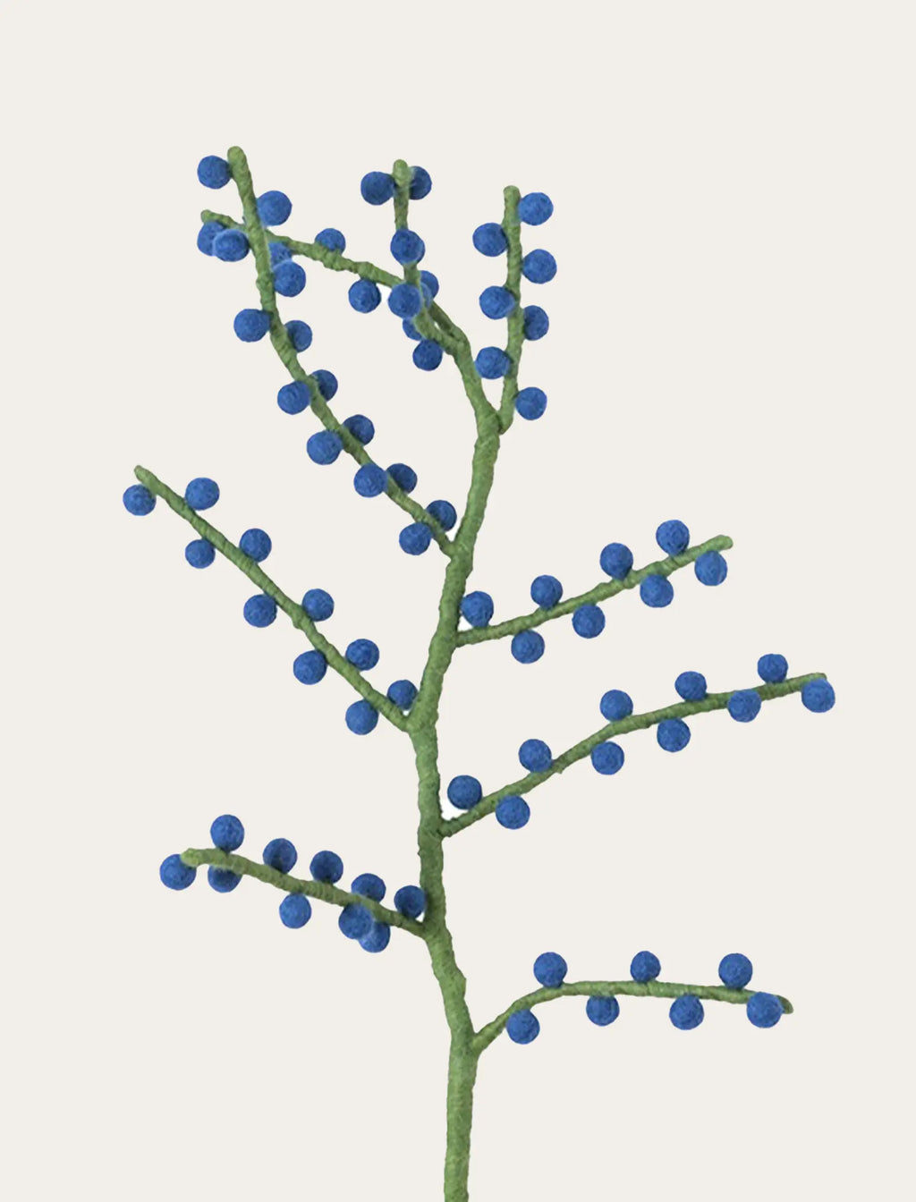 Houx à baies bleues