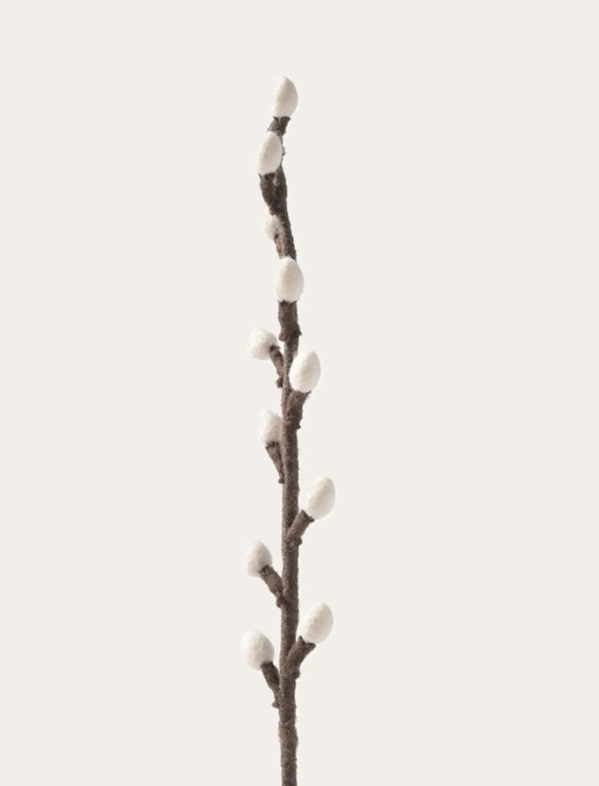 Saule blanc