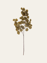 Eucalyptus