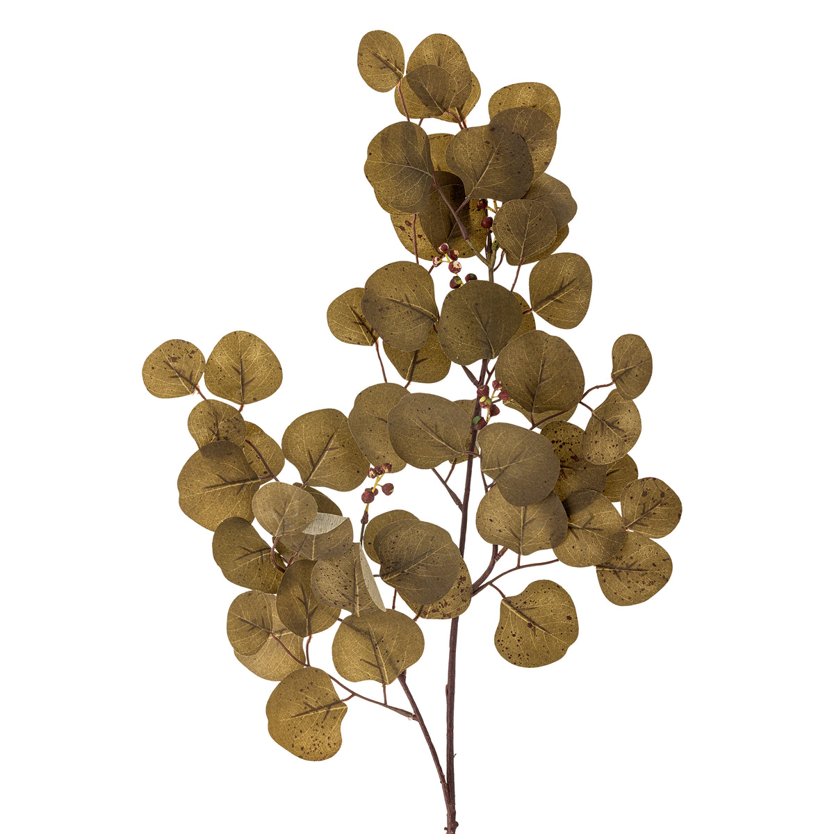 Eucalyptus