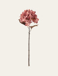 Hortensia