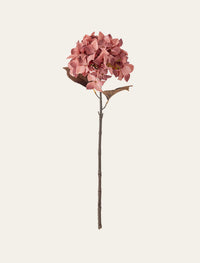 Hortensia
