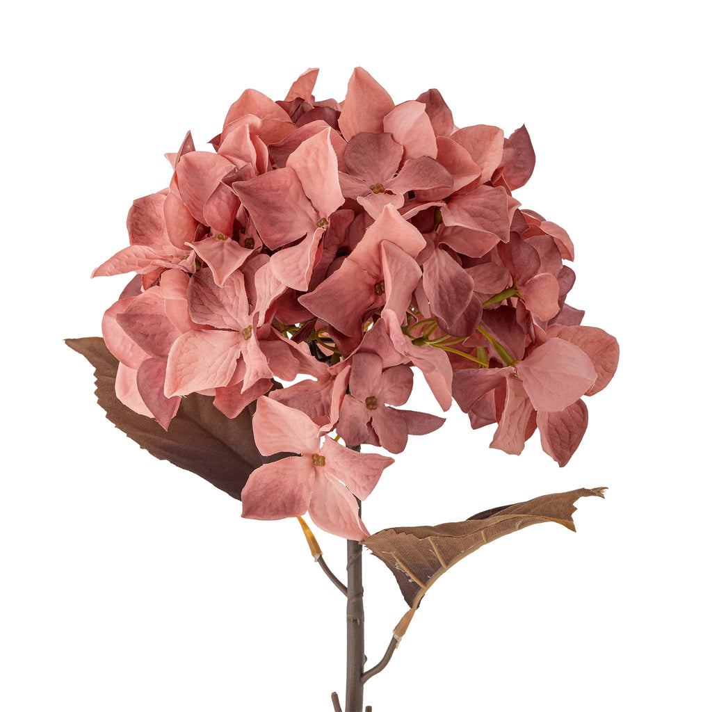 Hortensia