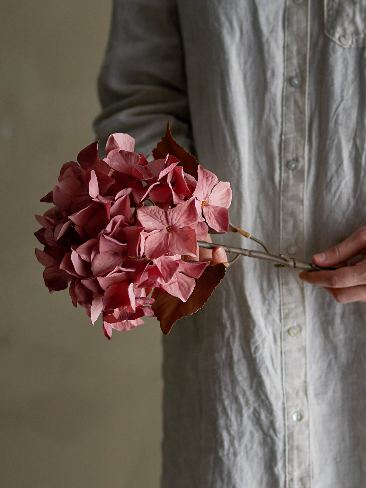 Hortensia