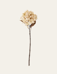Hortensia