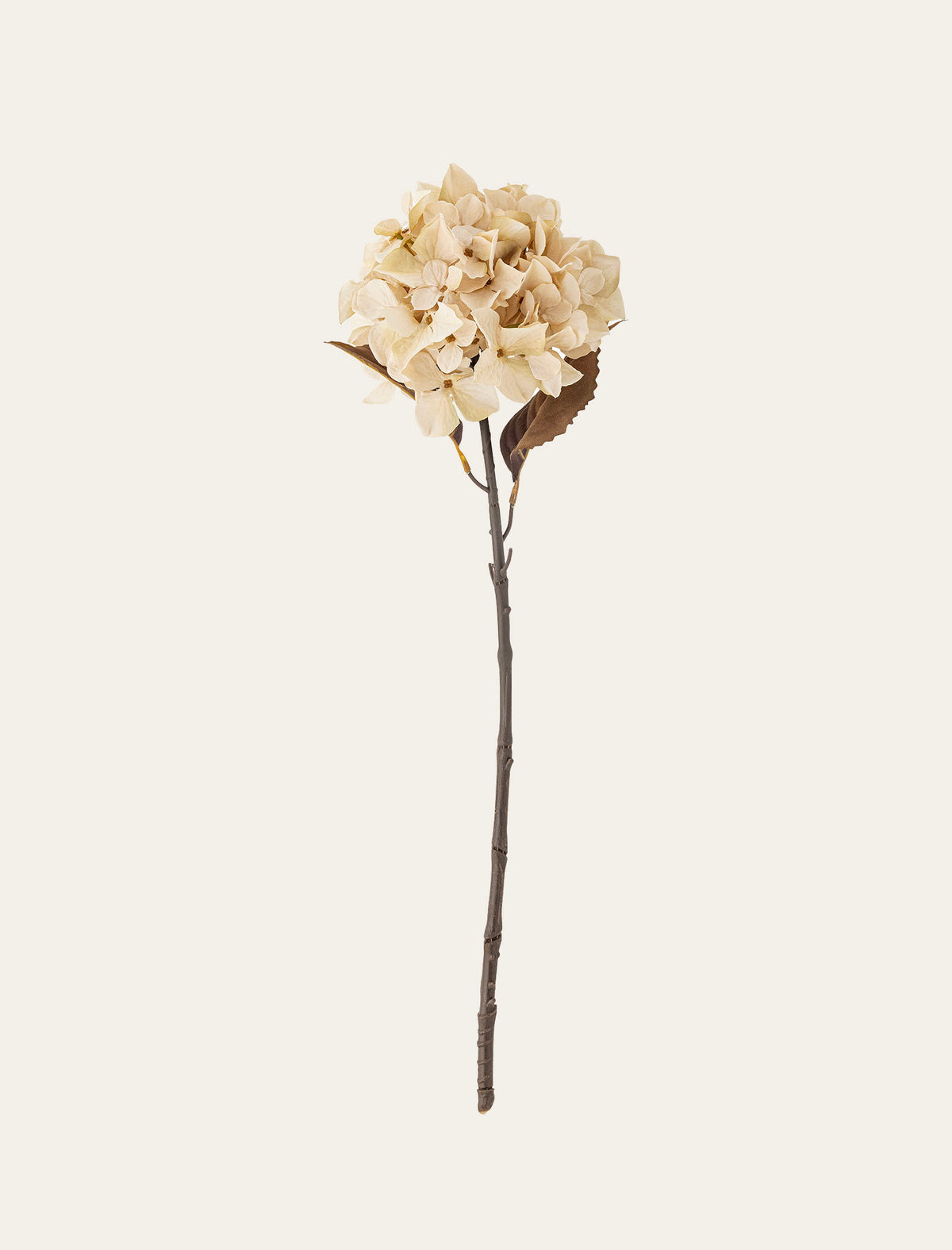 Hortensia