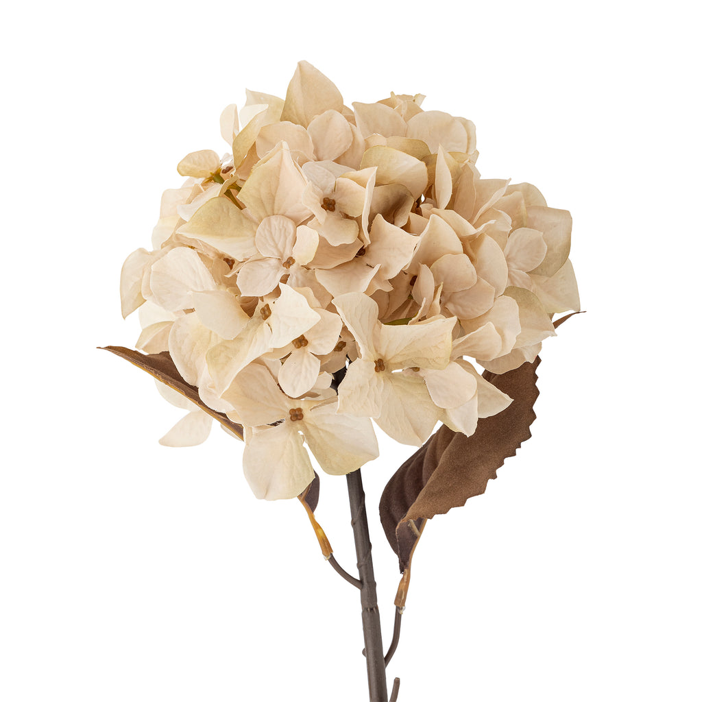 Hortensia