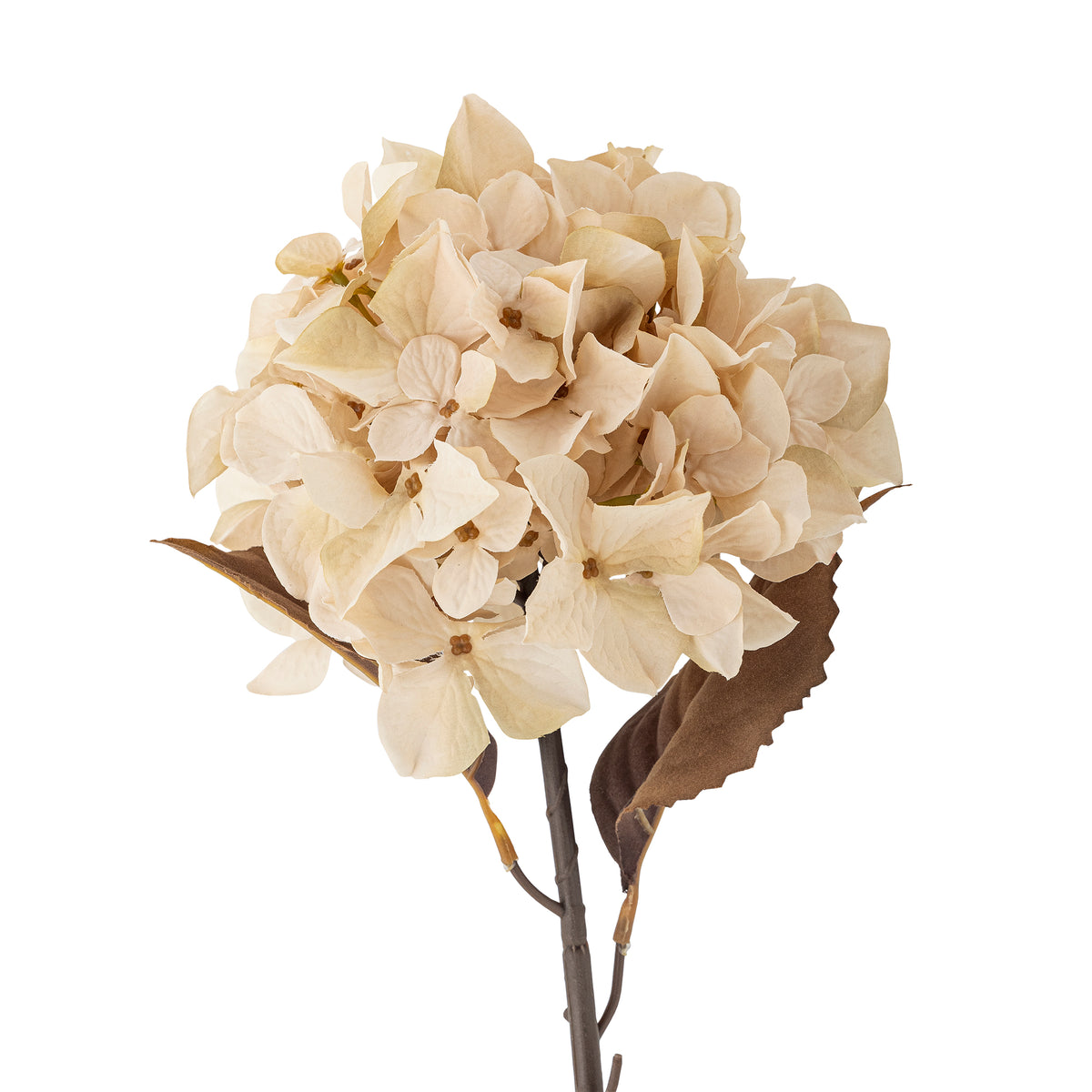 Hortensia