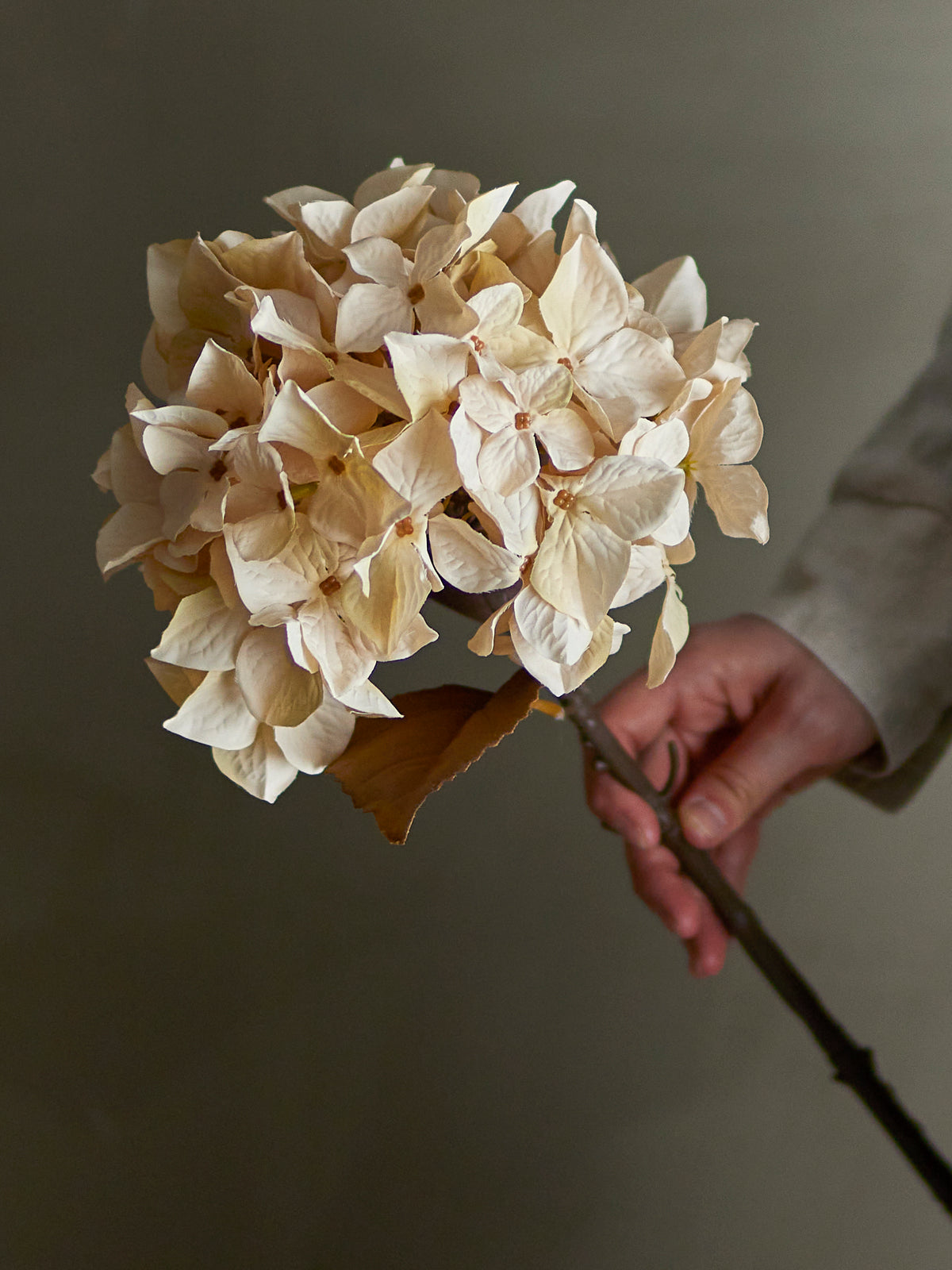 Hortensia