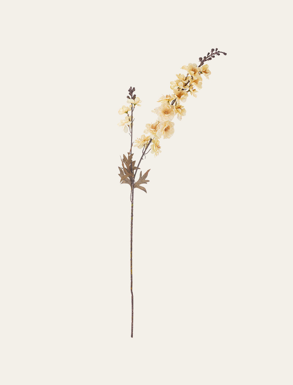 Larkspur