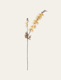 Larkspur