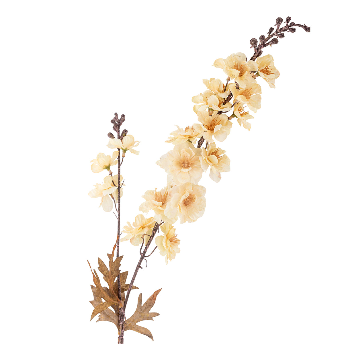 Larkspur