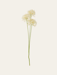 Allium