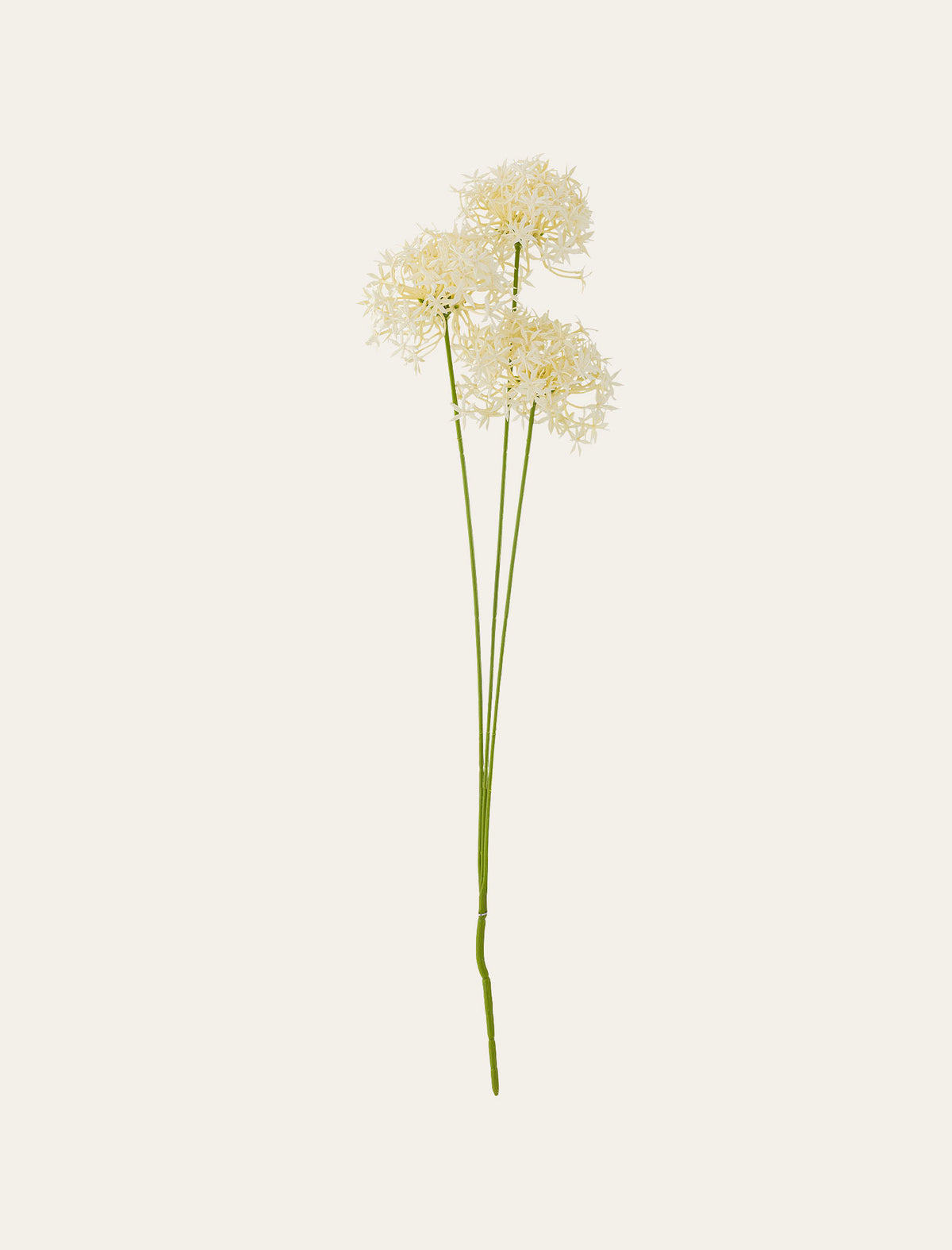 Allium