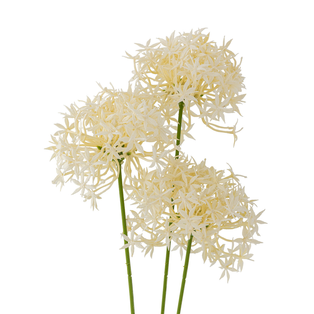 Allium