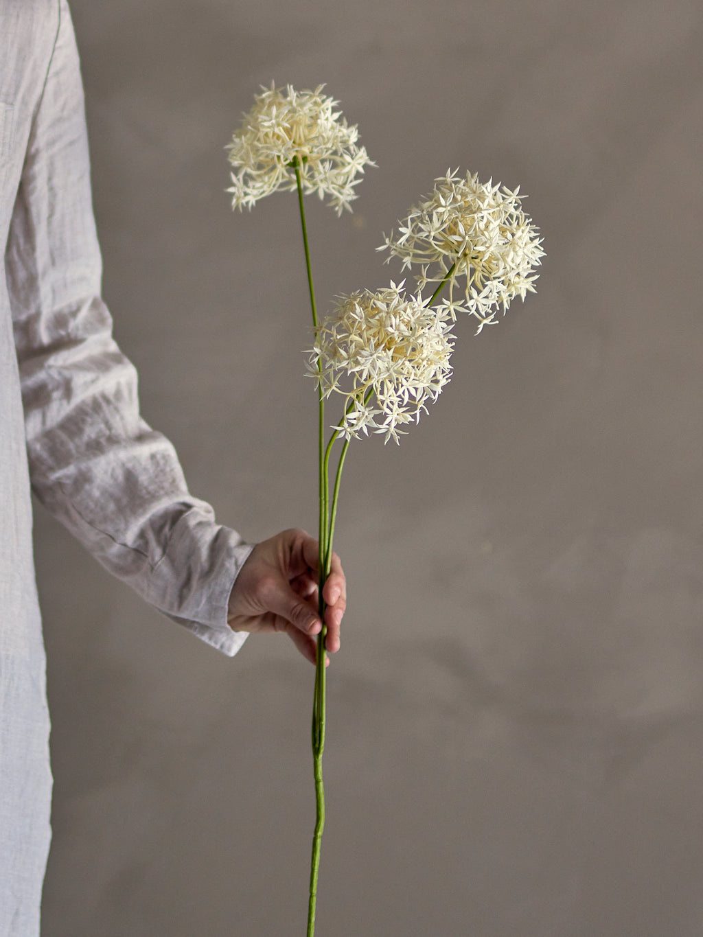 Allium