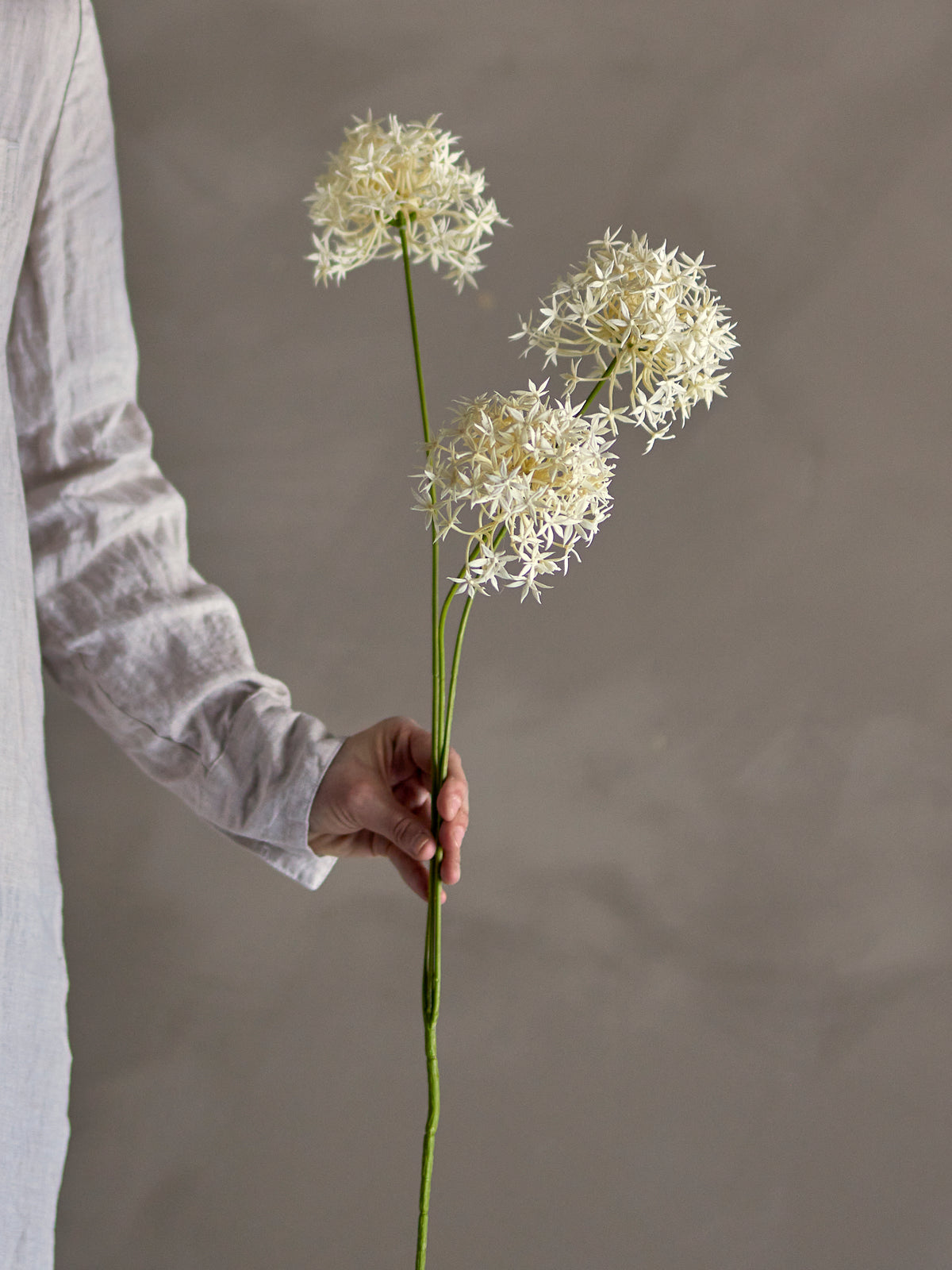 Allium