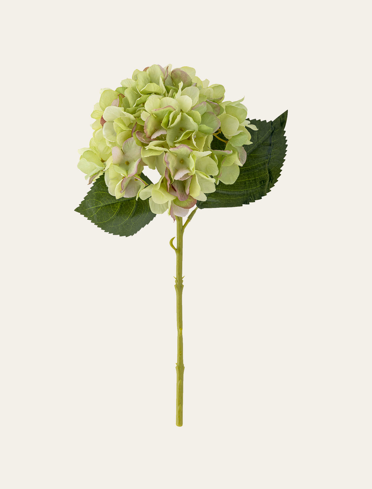 Hortensia