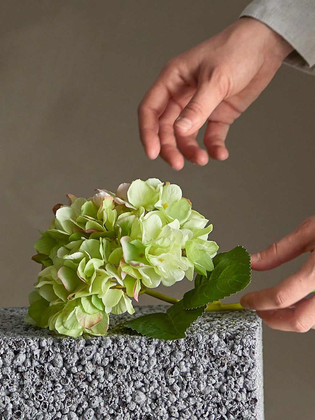 Hortensia