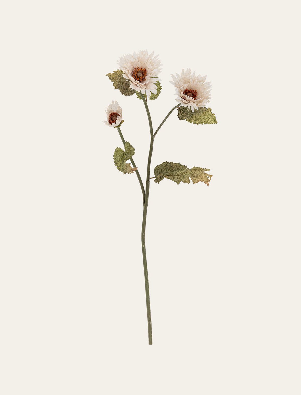 Chrysanthème