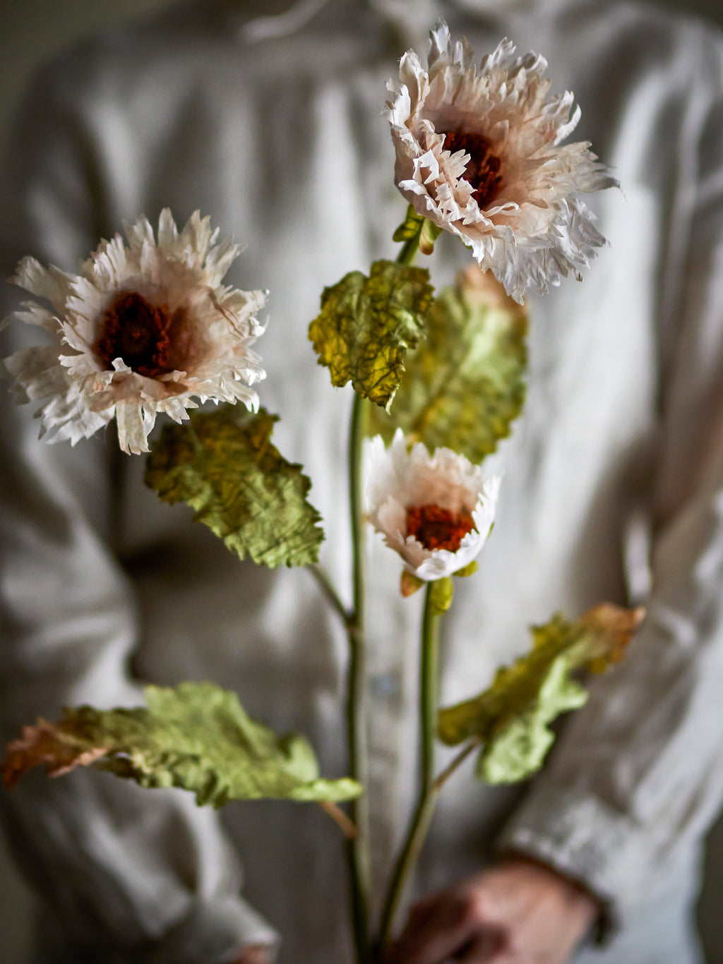 Chrysanthème