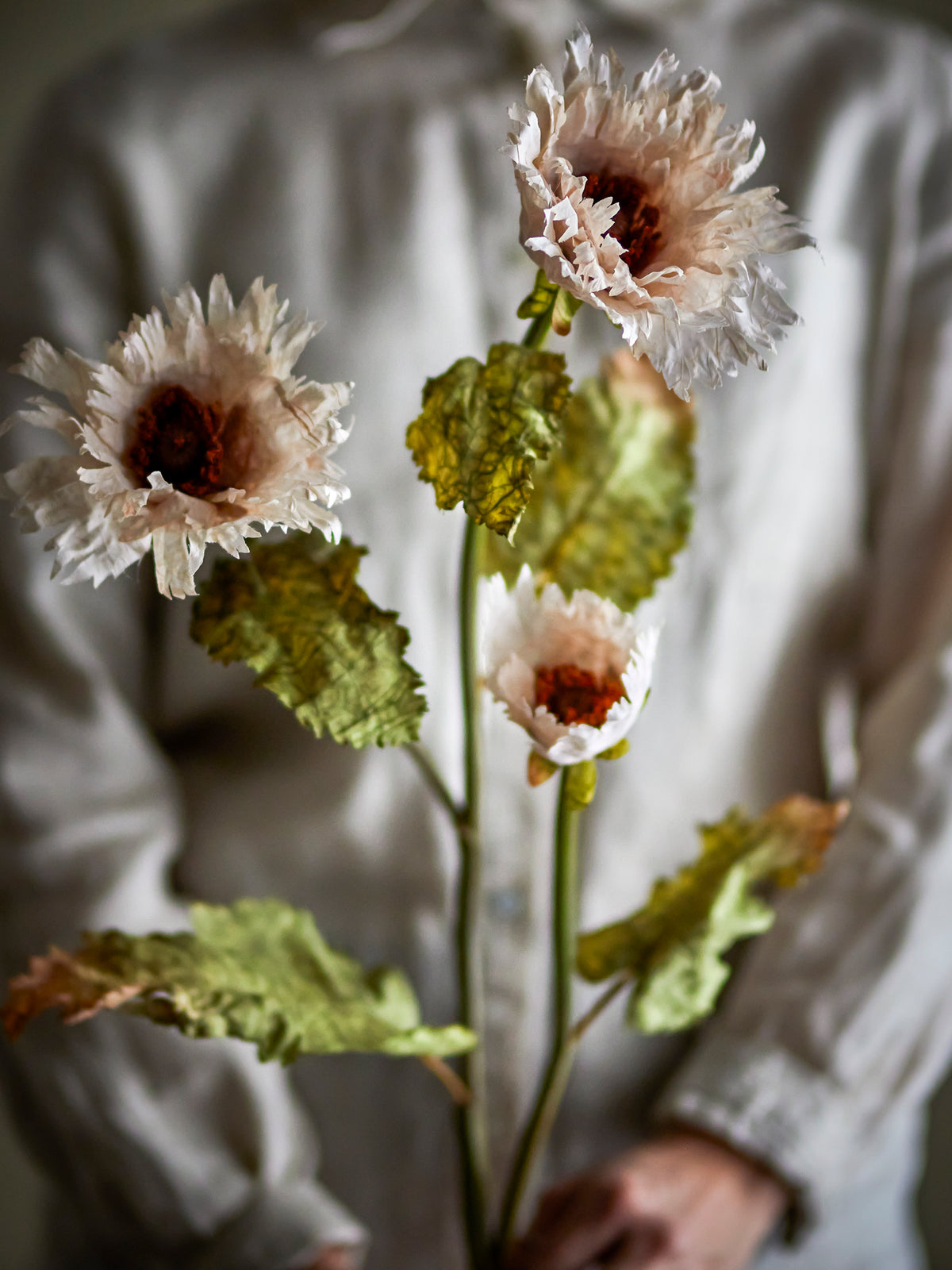 Chrysanthème