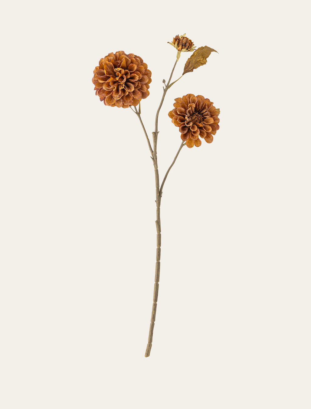 Chrysanthème