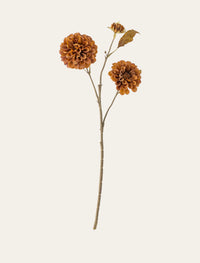 Chrysanthème