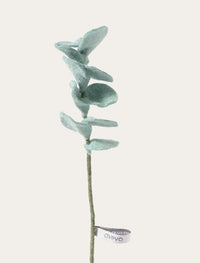 Eucalyptus vert argenté