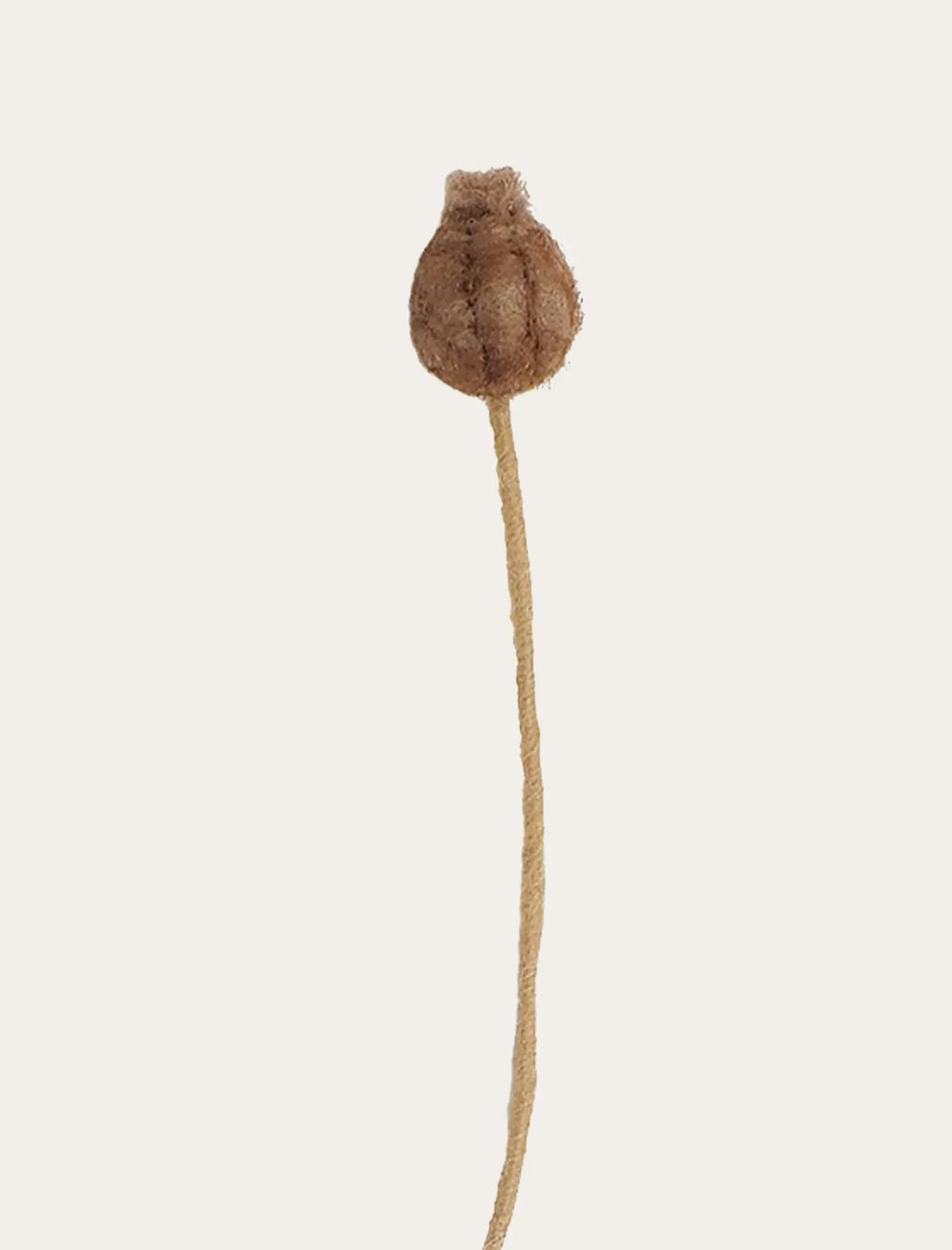 Capsule de graines