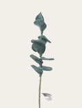Eucalyptus vert foncé