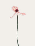 Coquelicot blanc
