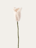 Tulipe blanche