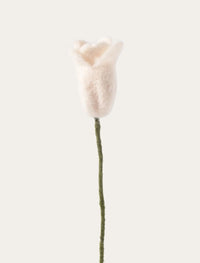 Tulipe blanche