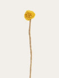 Chardon jaune