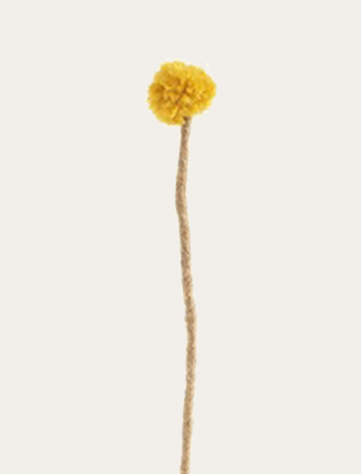 Chardon jaune