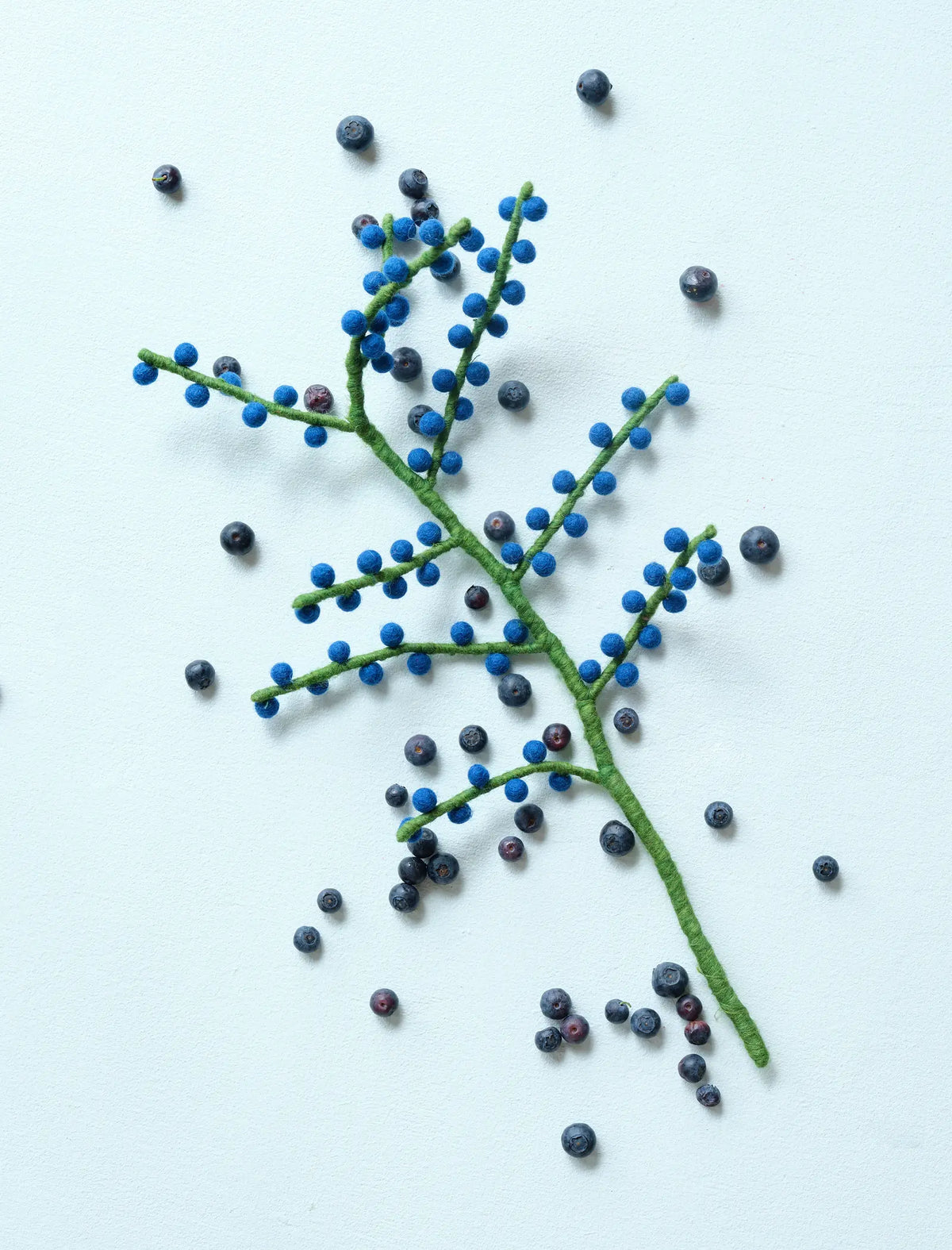 Houx à baies bleues